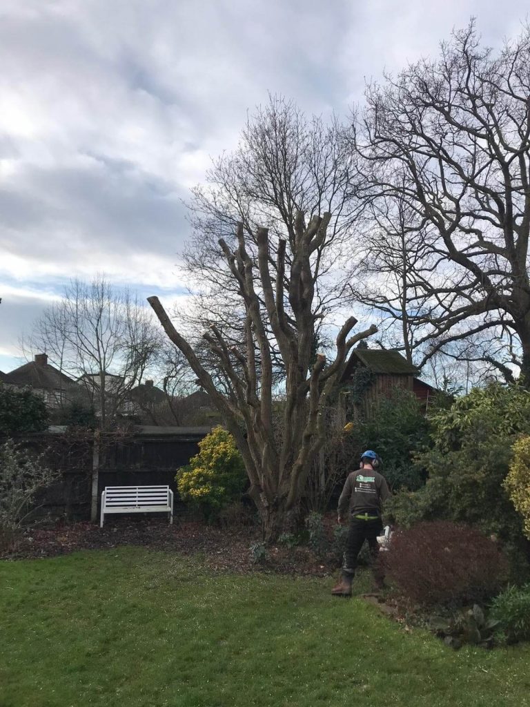 Tree Preservation in Essex