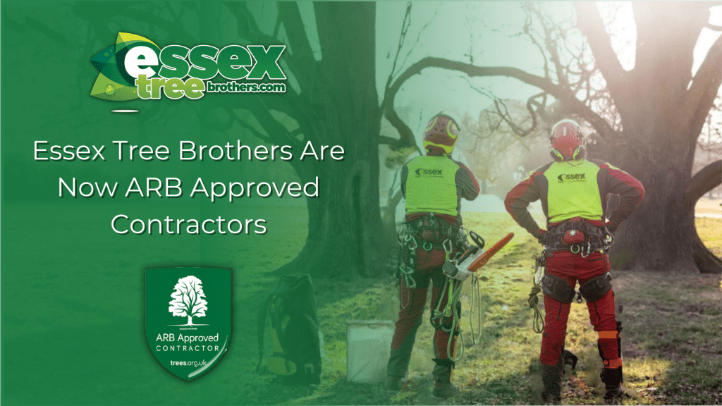 Essex Tree Brothers Are Now ARB Approved Contractors