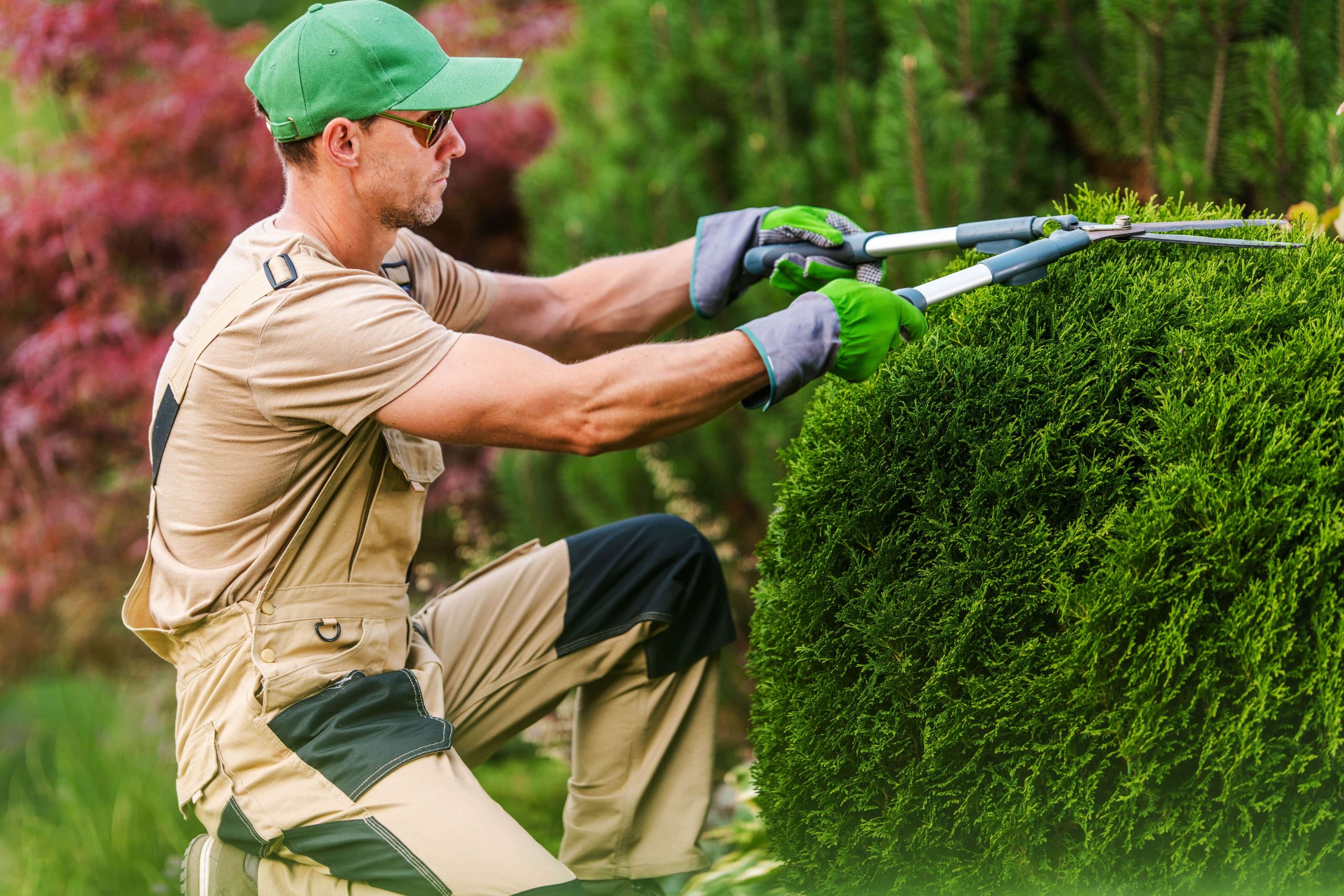 Hedge Height Laws in the UK: Your Rights and Obligations - Essex Tree ...