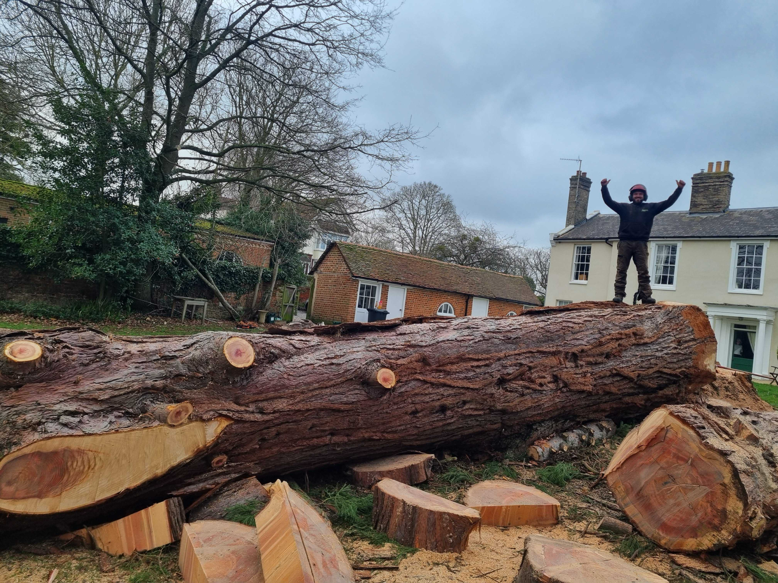 large tree felling carried out as part of vegetation management services in essex