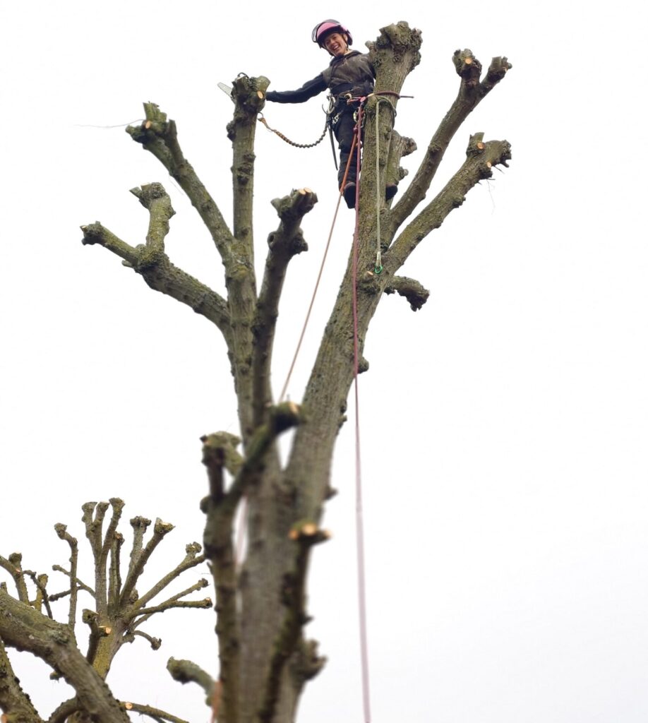 tree pollarding and maintenance work completed in essex