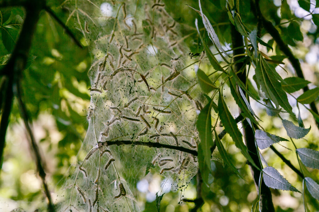 Oak processionary moth caterpillars moving in a nose-to-tail procession on the trunk of an oak tree in Essex.