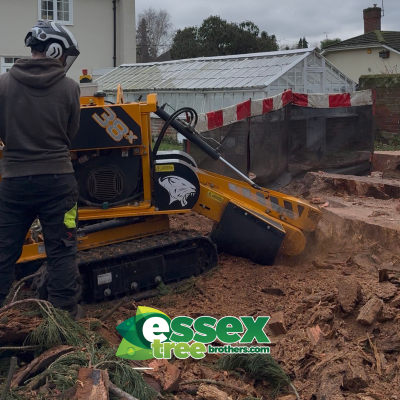 stump grinding machine removing tree stump on site