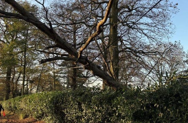 emergency tree call outs