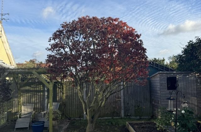 tree crown lifting