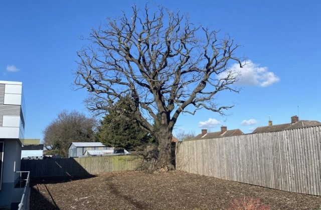 tree crown reduction