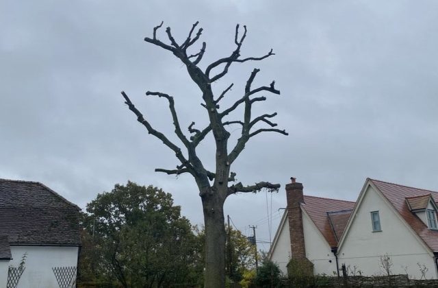 tree pollarding